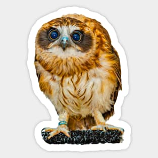 Billy the Boobook Owl Sticker